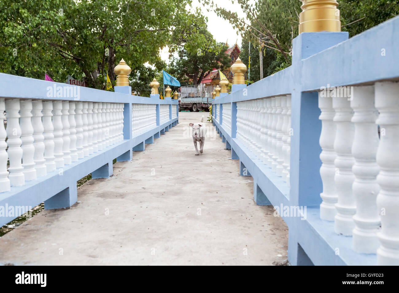 Presso il tempio di buddha soggiorno un cane di strada Foto Stock