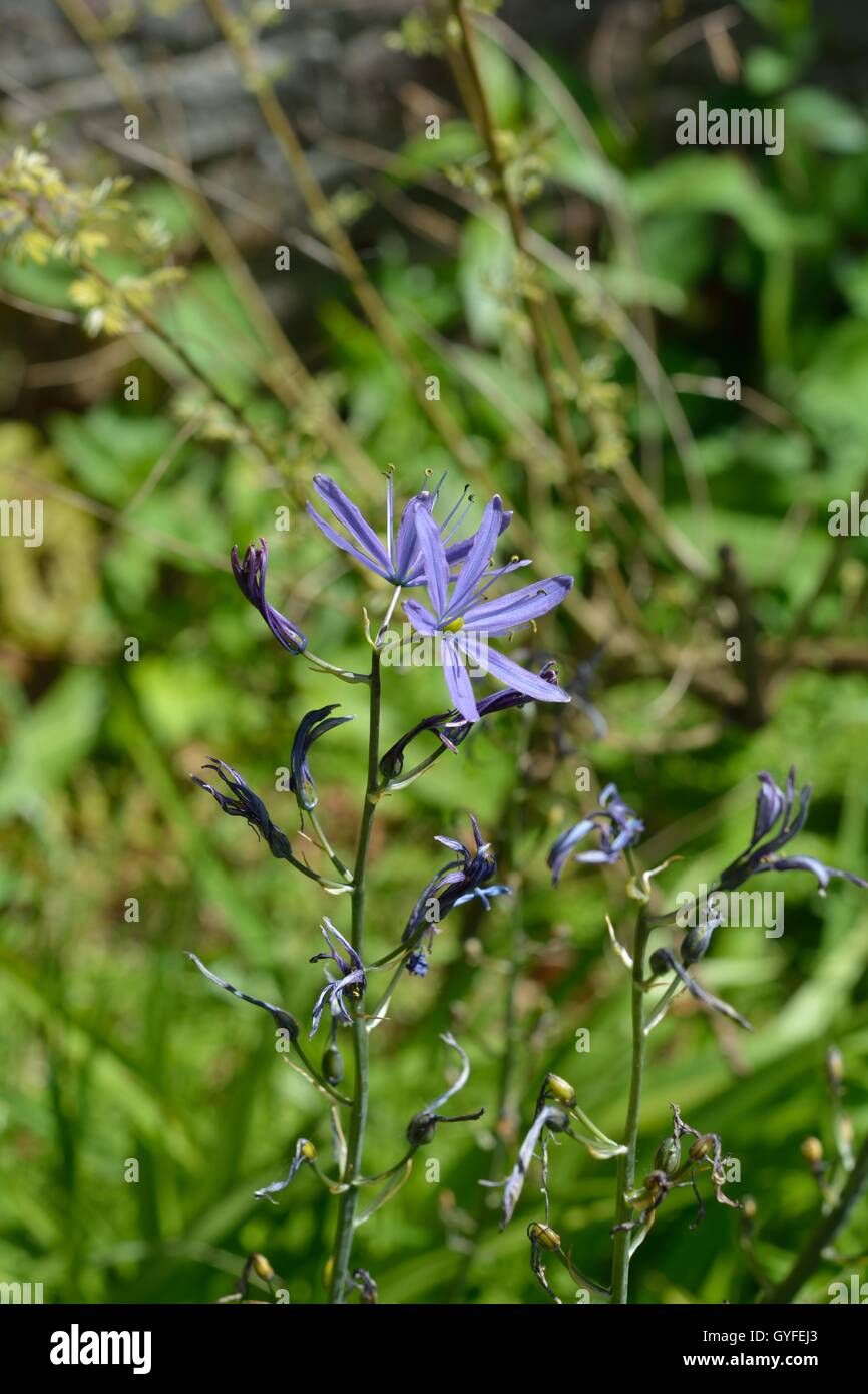 Fiori nel giardino, prese in tutto il Regno Unito Foto Stock