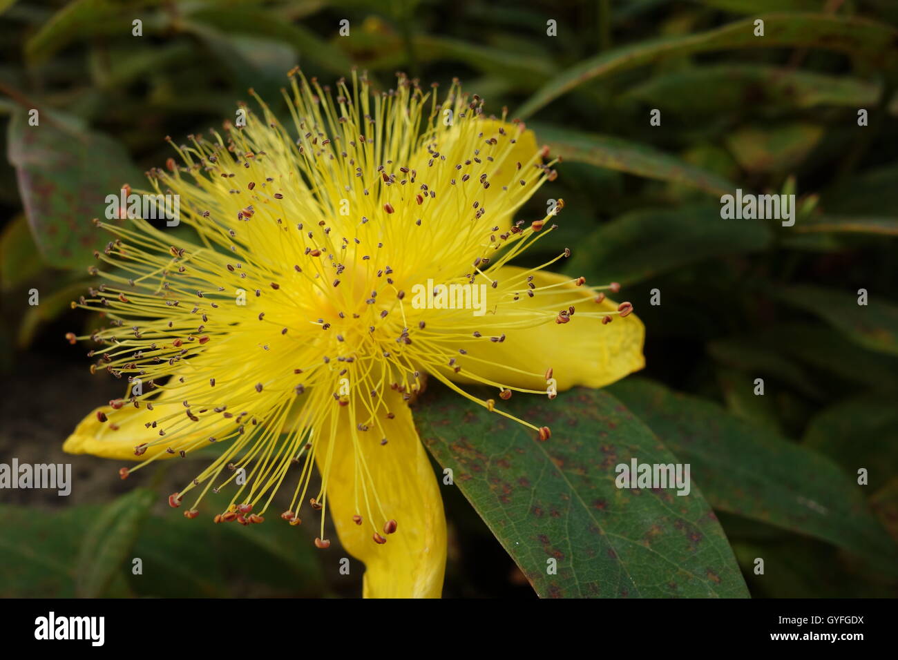 Fiori nel giardino, prese in tutto il Regno Unito Foto Stock