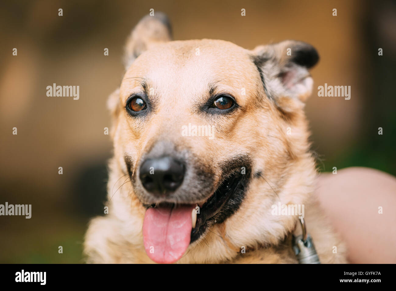 Close Up di divertenti di medie dimensioni Mongrel razza mista giallo Short-Haired femmina adulta del cane con linguetta nel collare su sfondo marrone Foto Stock