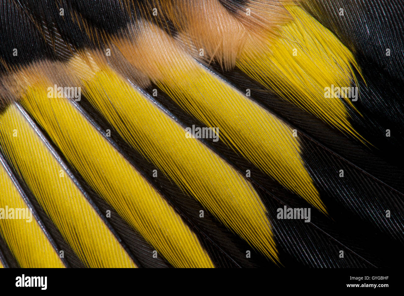 Close-up dettaglio sull'ala le piume di un teenager cardellino (Carduelis carduelis) in Thirsk, North Yorkshire. Ottobre. Foto Stock
