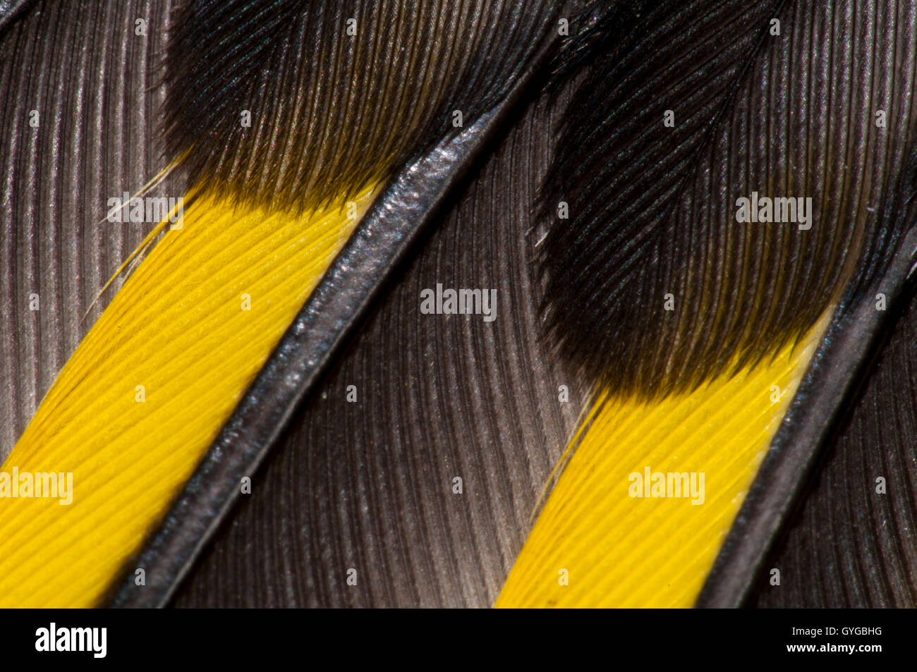 Close-up dettaglio sull'ala le piume di un teenager cardellino (Carduelis carduelis) in Thirsk, North Yorkshire. Ottobre. Foto Stock