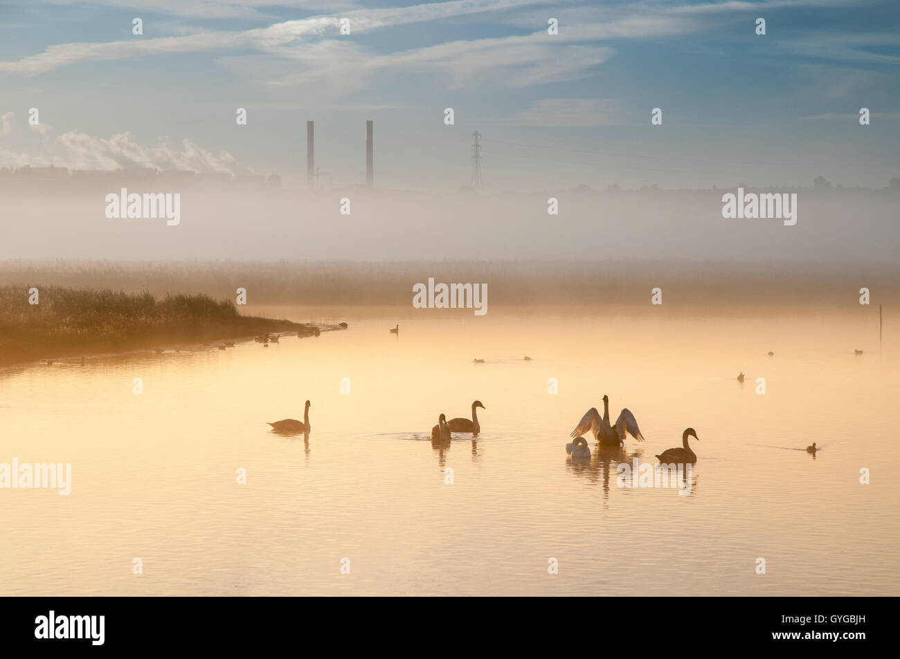 Una famiglia di cigni (Cygnus olor) adulti e cygnets, in una nebbiosa alba con i camini di Ferrybridge power station in b Foto Stock