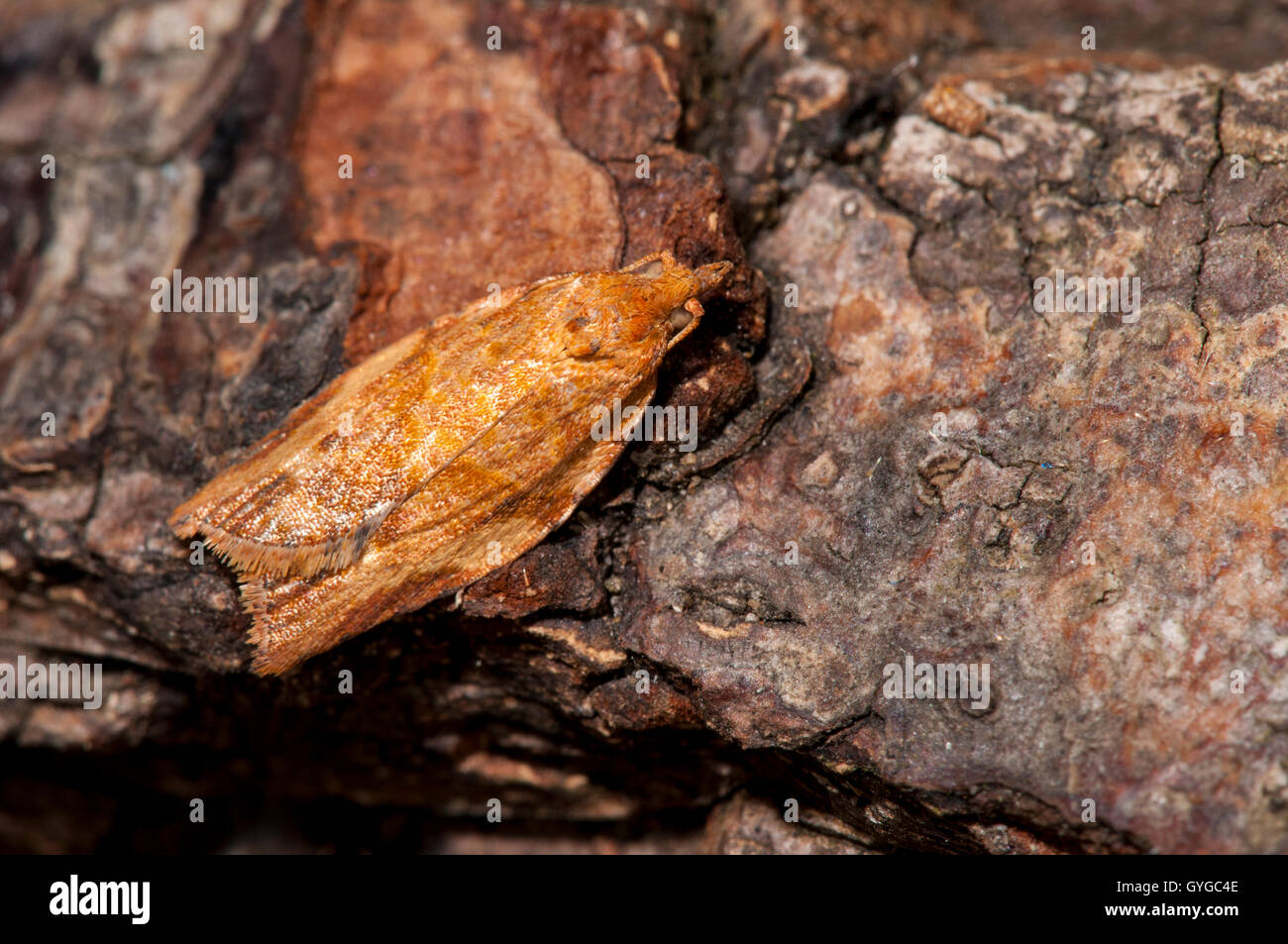 Un esempio di colore arancione del estremamente variabile marrone chiaro falena apple (Epiphyas postvitana), nativo di Australia ma naturalizzate Foto Stock