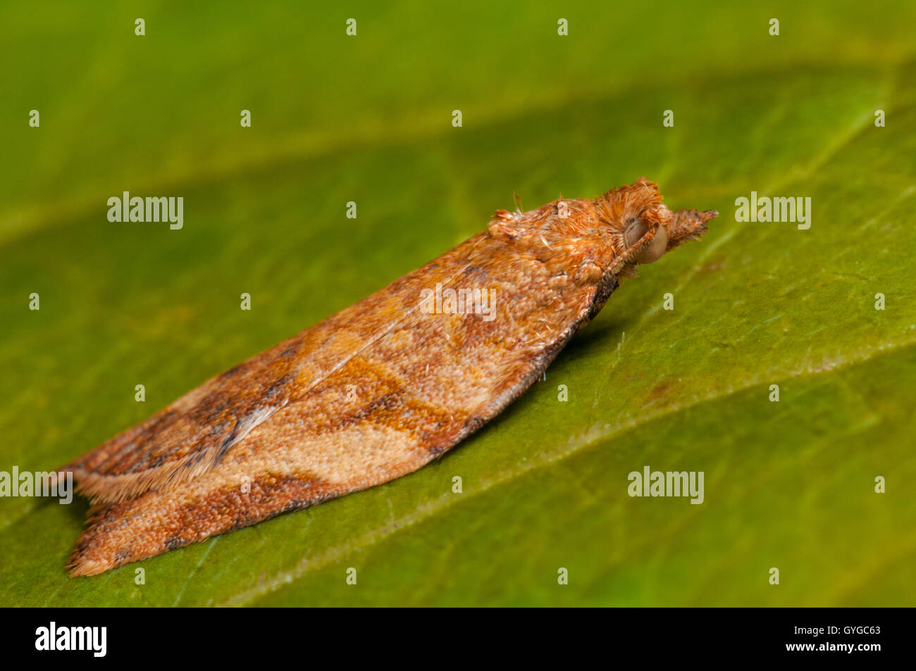 Un esempio di colore arancione del estremamente variabile marrone chiaro falena apple (Epiphyas postvitana), nativo di Australia ma naturalizzate Foto Stock