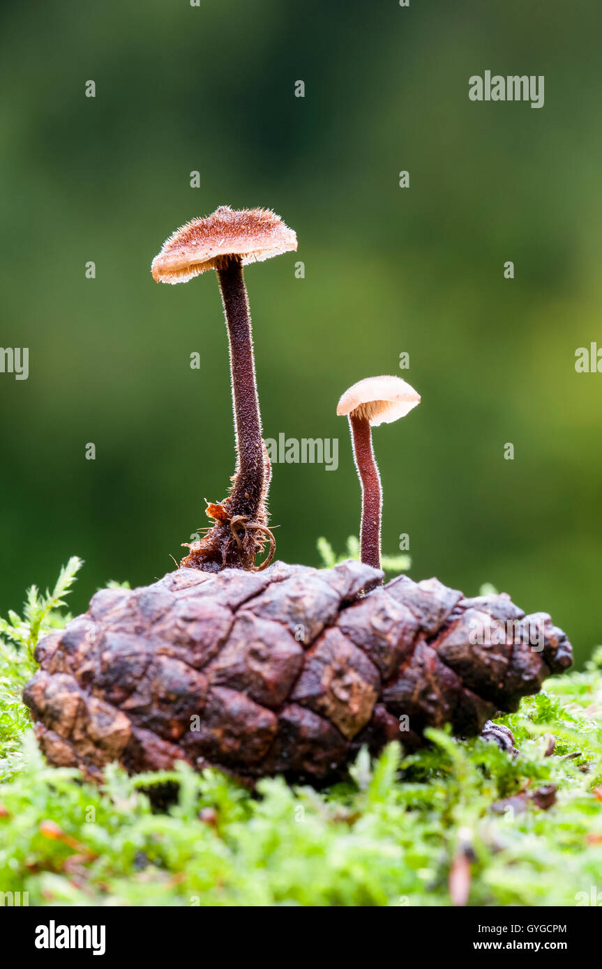 Fungo Earpick (Auriscalpium vulgare) crescente dalla caduta di una pigna in Clumber Park, Nottinghamshire. Ottobre. Foto Stock