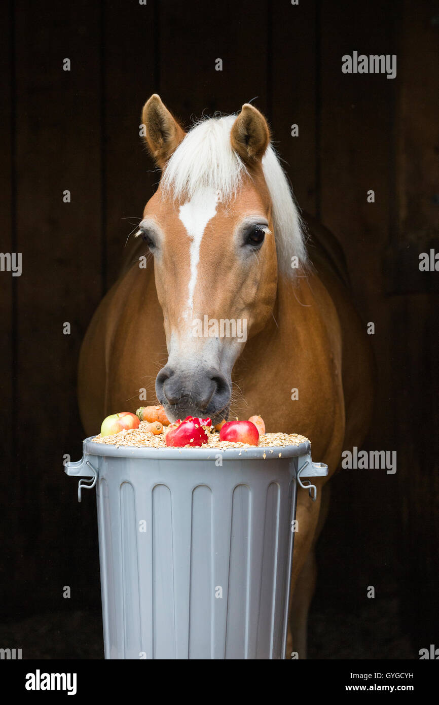 Cavalli di Razza Haflinger, Lehmfuchs, mangiare da un cilindro di alimentazione, alimenti concentrati, le carote e le mele, Austria Foto Stock