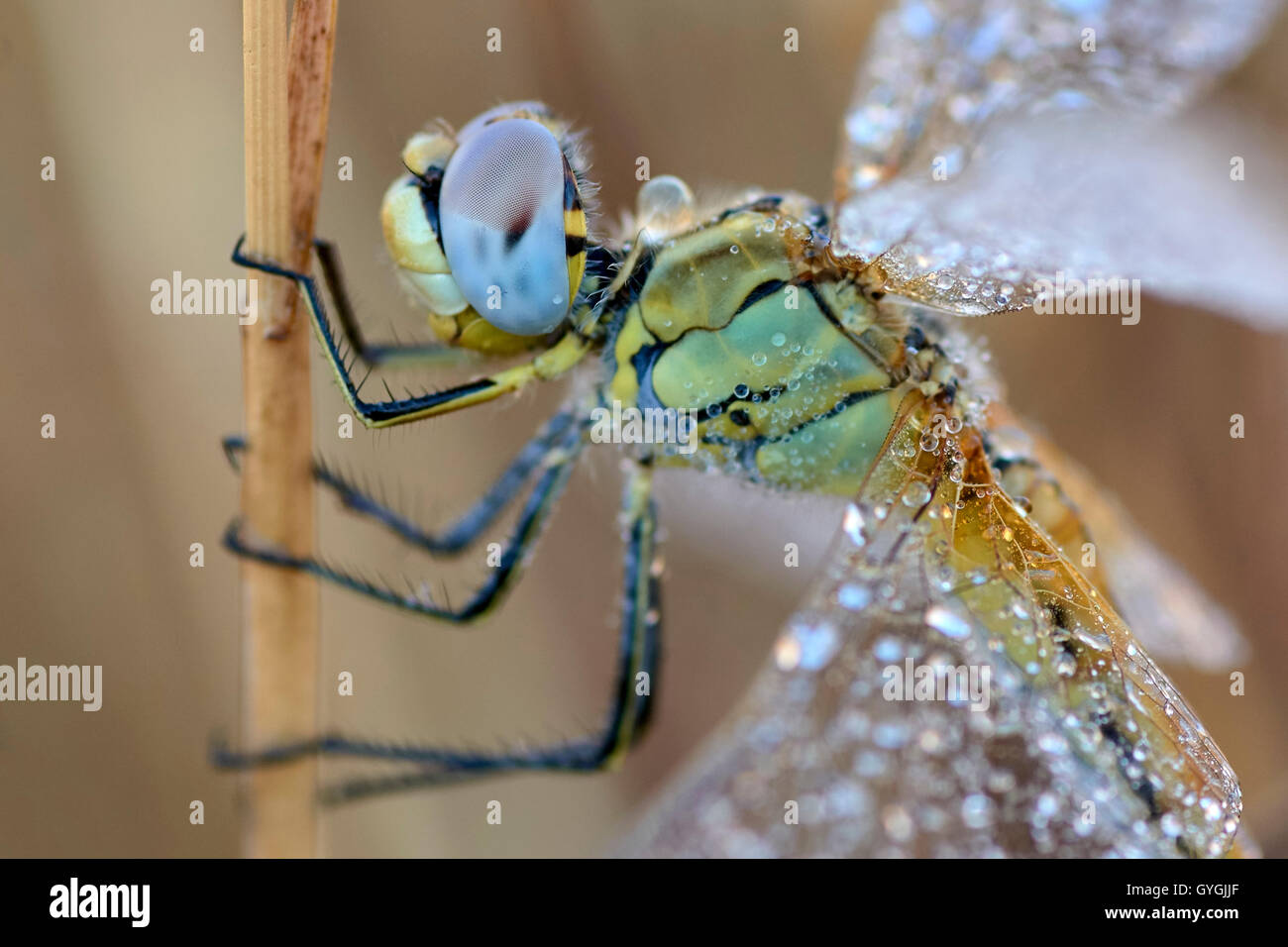 Libellula femmina. Sympetrum fonscolombii. Foto Stock