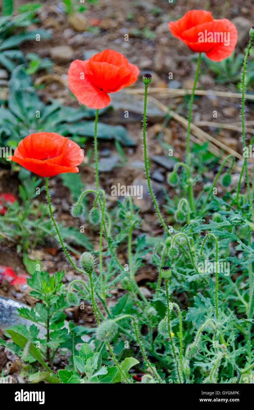 Rosso brillante o di papavero Papaver campo vicino, Giginski monastero, Breznik, Pernik regione, Bulgaria Foto Stock