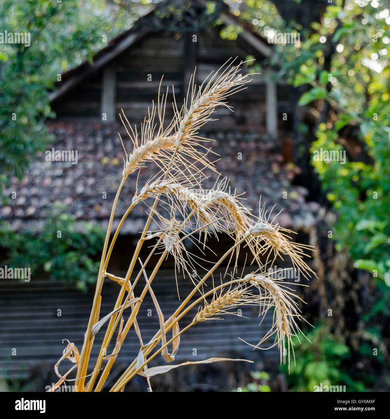Orecchio un covone di grano in background da dependance, Zavet, Bulgaria Foto Stock