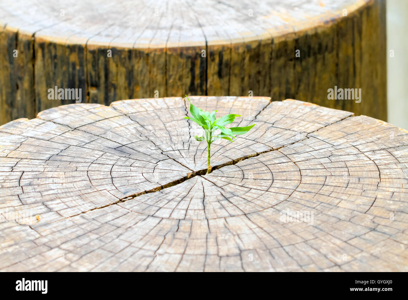 La pianticella di forte crescita nel centro del tronco di un albero morto il moncone,business concetto di leadership emergente generazione di successo ne Foto Stock