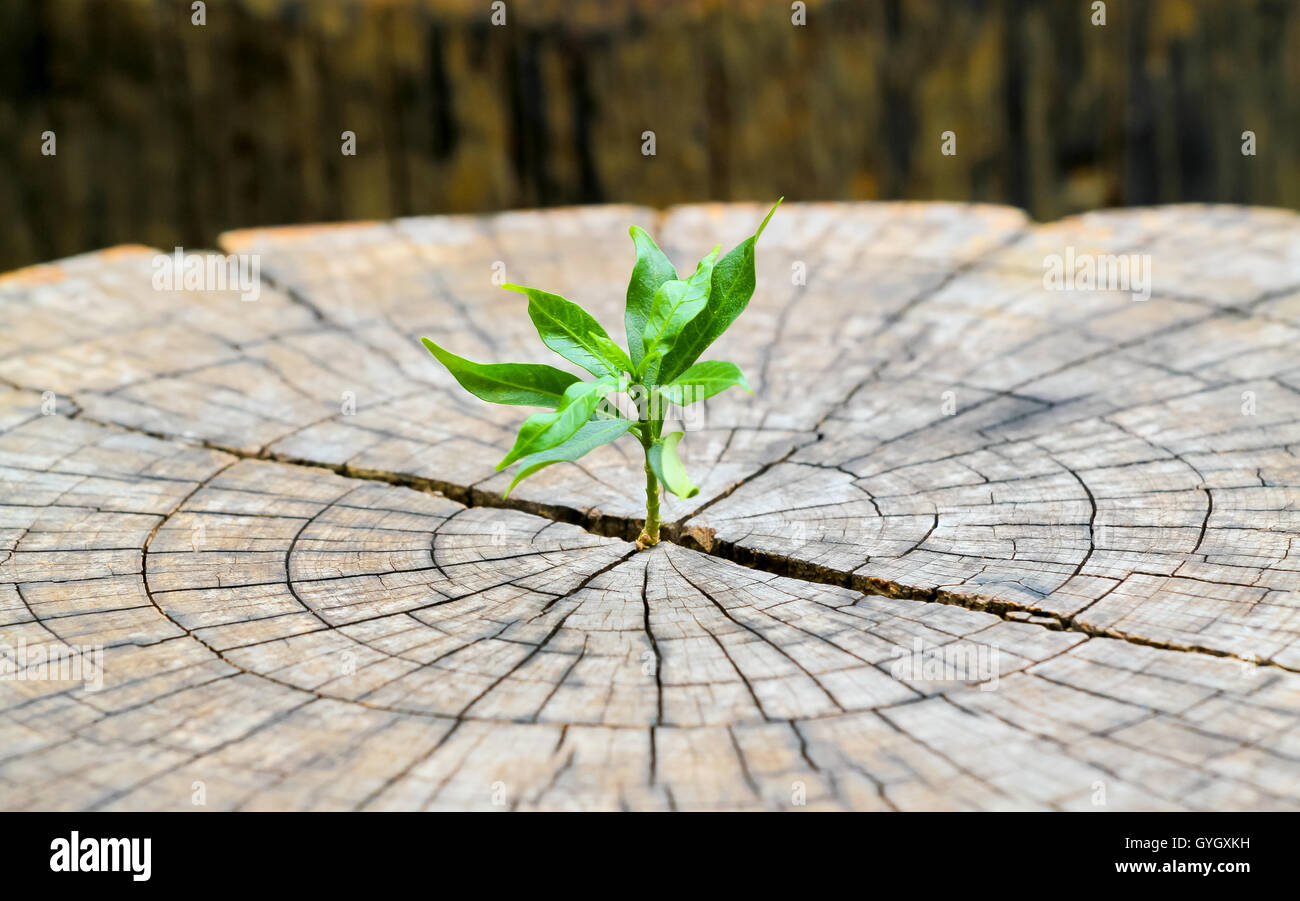 La pianticella di forte crescita nel centro del tronco di un albero morto il moncone,business concetto di leadership emergente generazione di successo ne Foto Stock