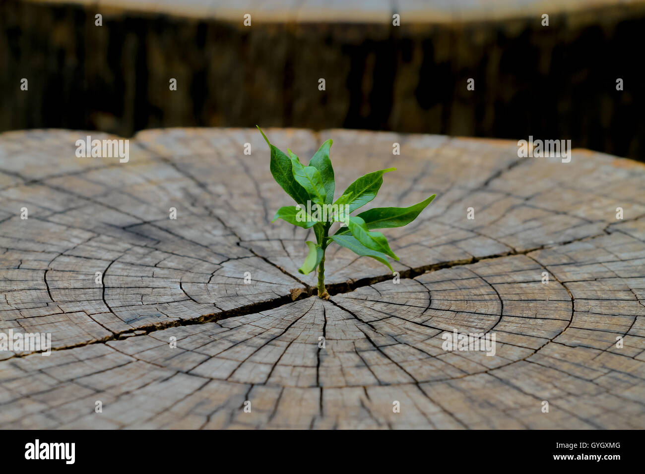 La pianticella di forte crescita nel centro del tronco di un albero morto il moncone,business concetto di leadership emergente generazione di successo ne Foto Stock