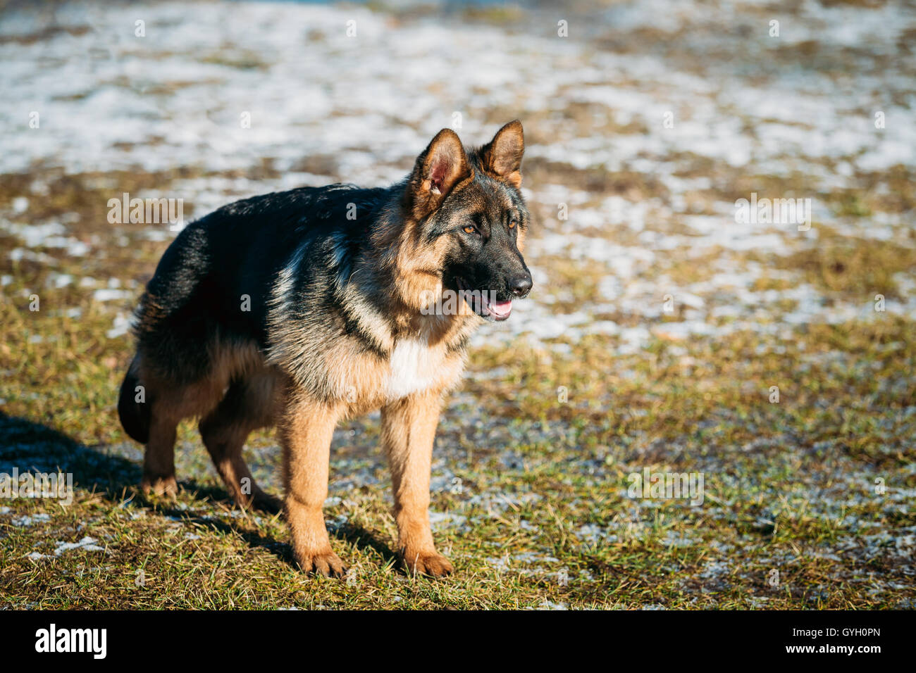 Friendly Wolf Immagini Friendly Wolf Fotos Stock Alamy
