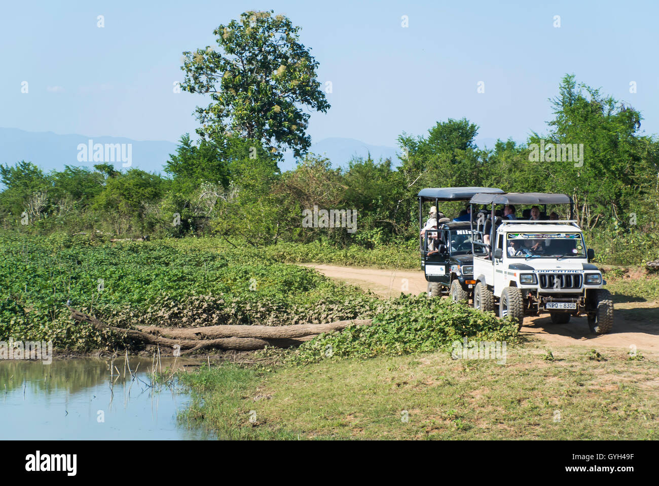 Il jeep safari a Udawalawe parco nazionale dello Sri lanka Foto Stock