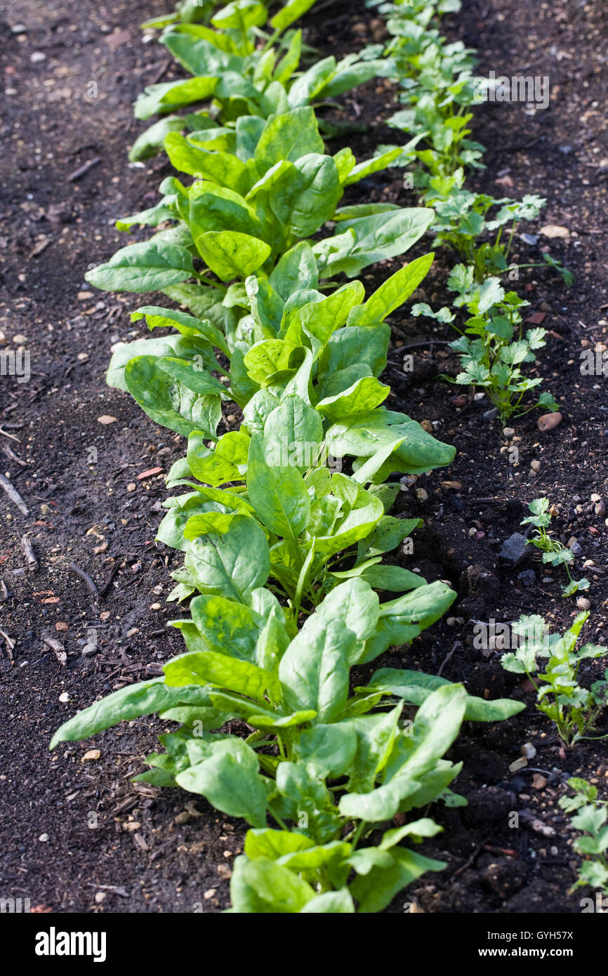 Spinacia oleracea. Gli spinaci crescente nell'orto. Foto Stock