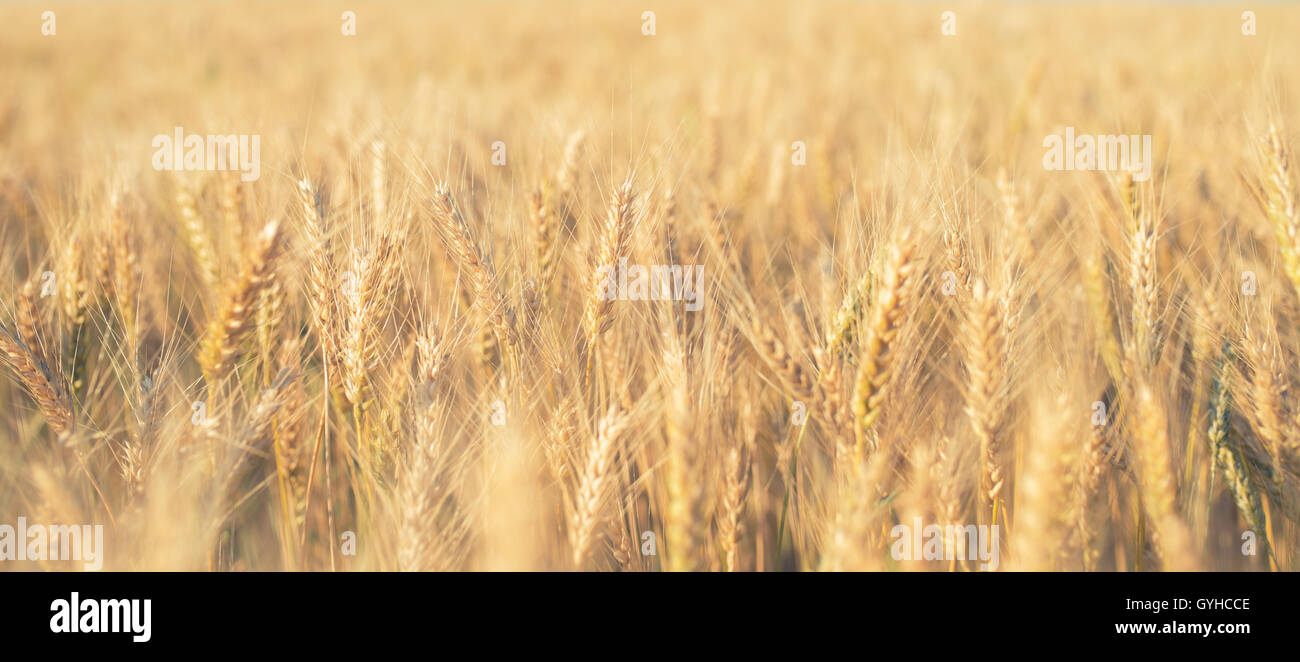 Fattoria di grano e cielo blu Foto Stock