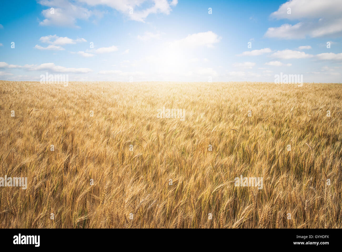 Fattoria di grano e cielo blu Foto Stock