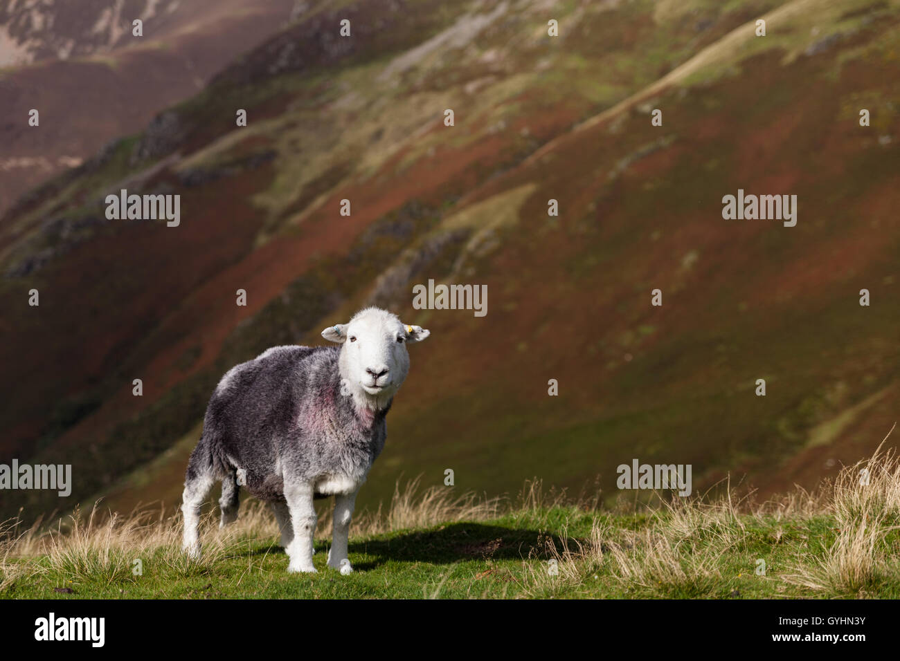 Herdwick pecore sul fells nel Lake District inglese a inizio autunno con colori autunnali sui monti Foto Stock