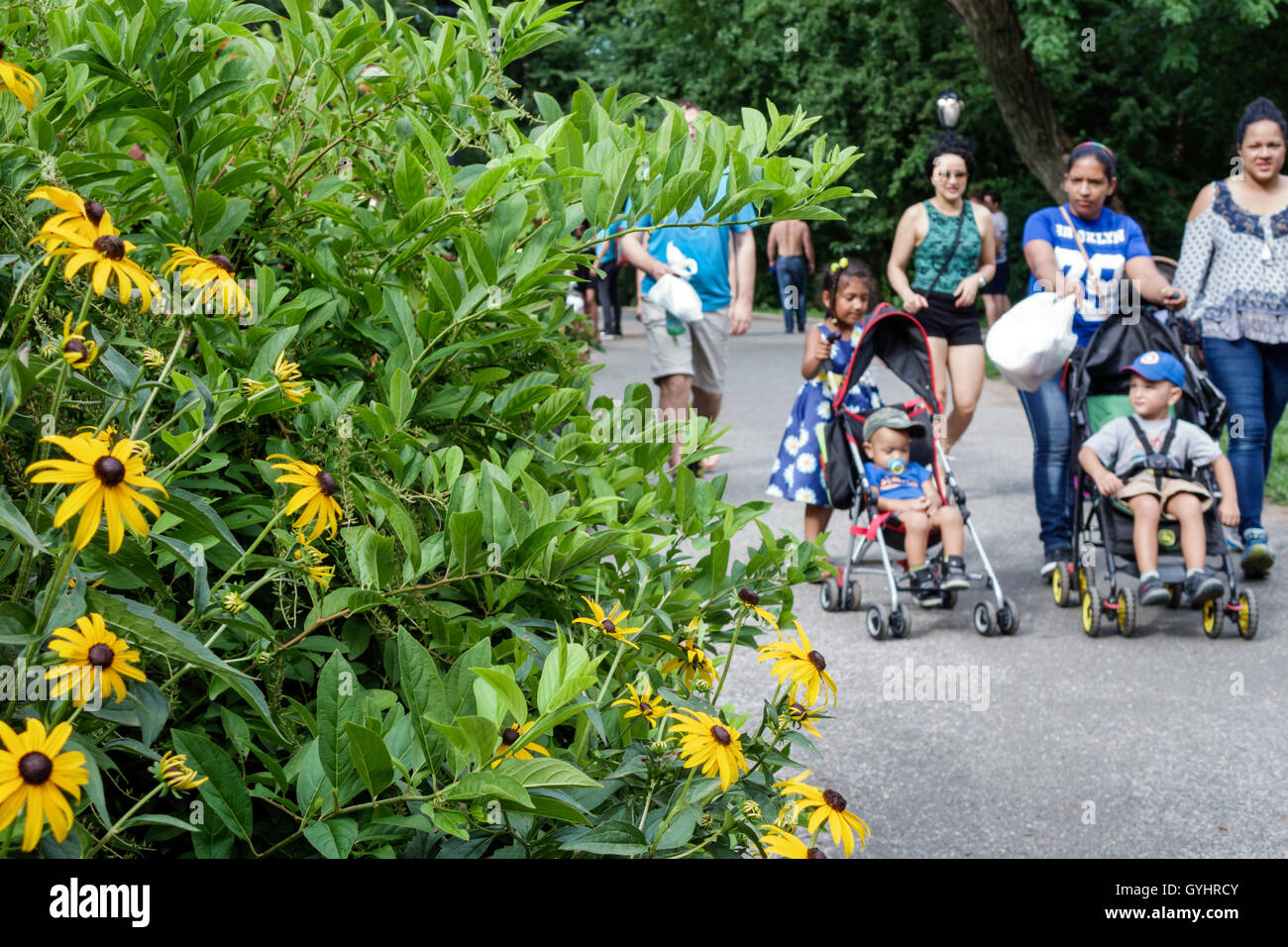New York City,NY NYC,Upper Manhattan,Central Park,parco urbano,giardino,Susan con occhi neri,fiori,percorso,immigrato etnico ispanico latino-latino ispanico imm Foto Stock