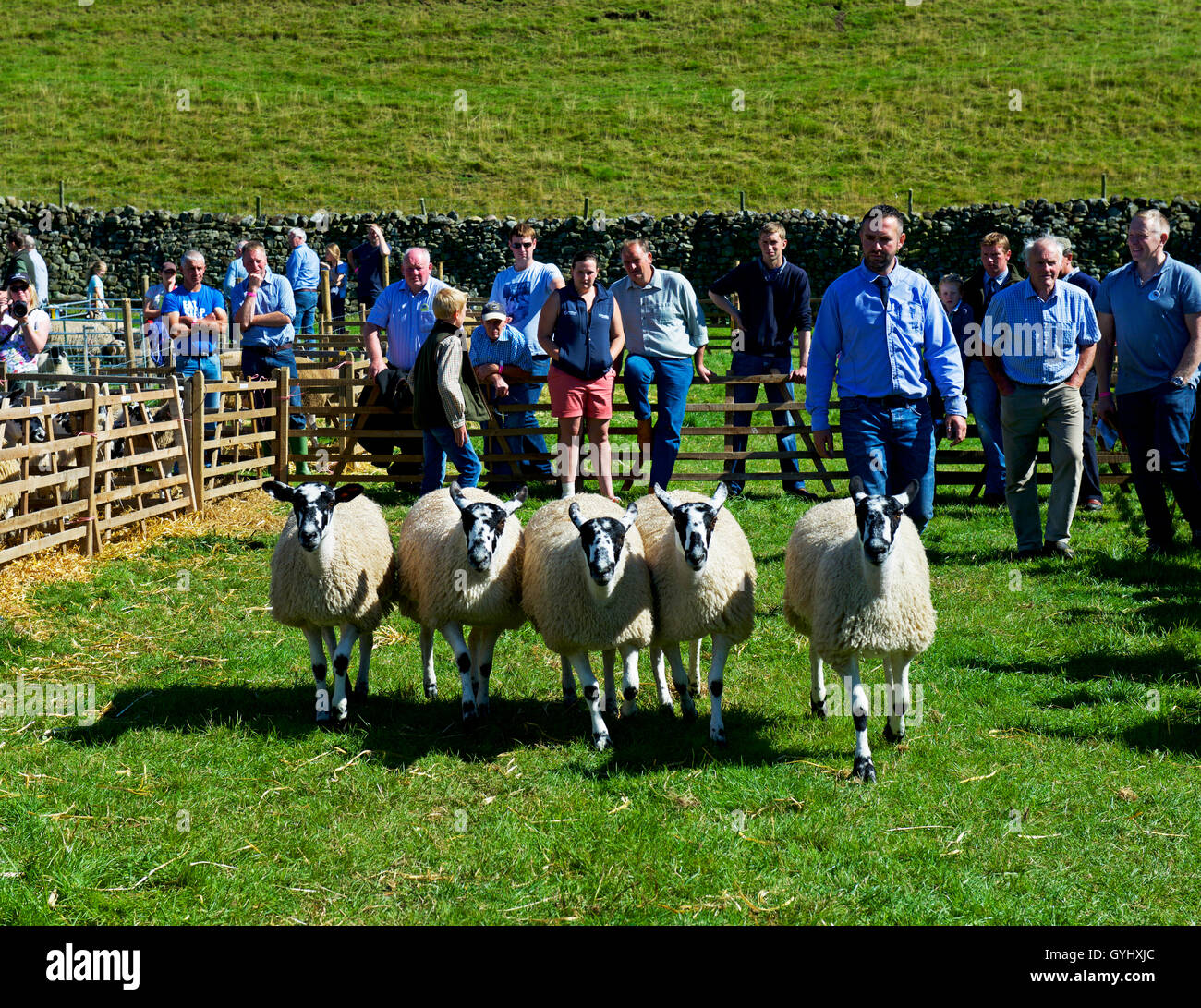 Pecore essendo giudicato a Reeth Show, Swaledale, Yorkshire Dales National Park, North Yorkshire, Inghilterra, Regno Unito Foto Stock
