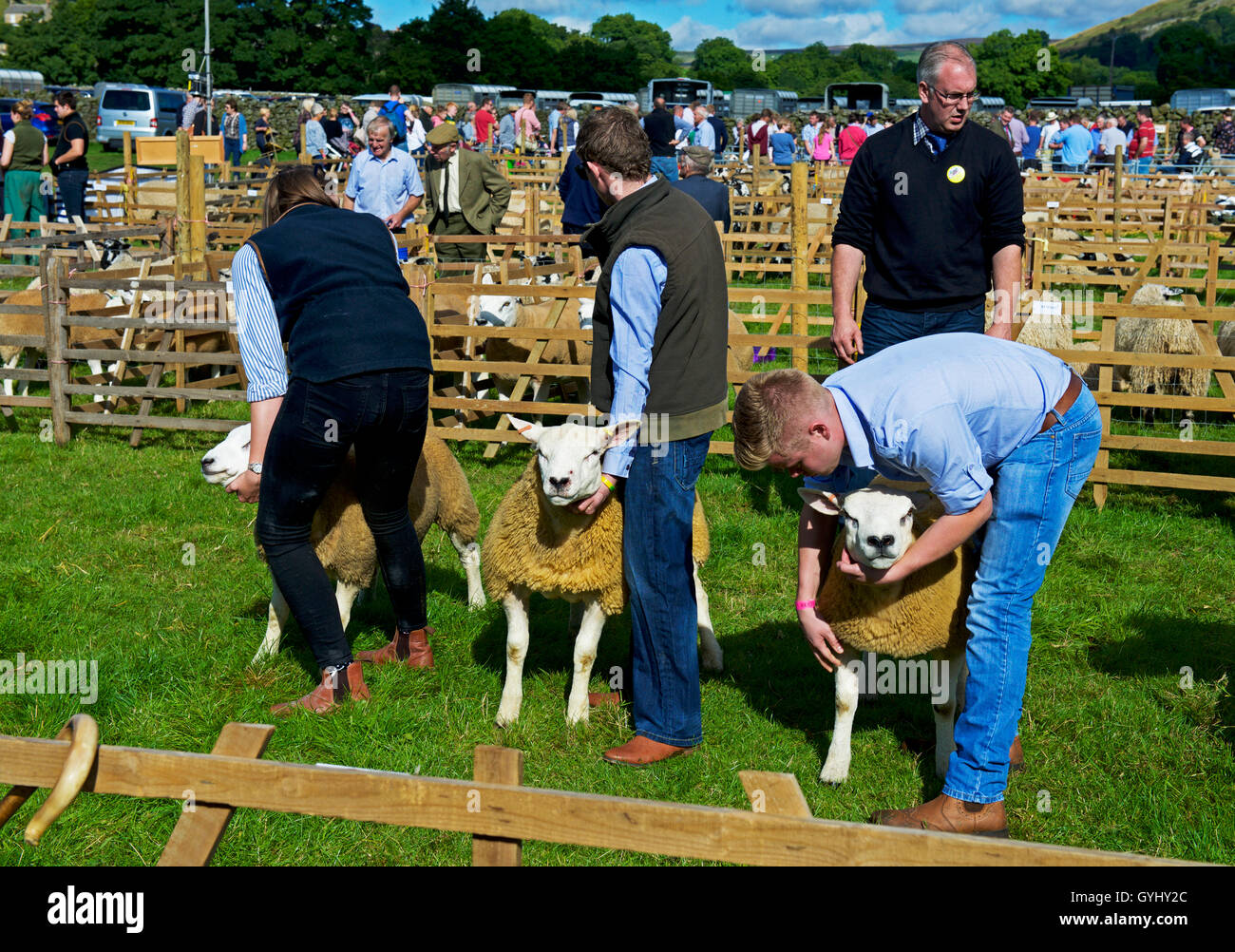 Pecore essendo giudicato a Reeth Show, Swaledale, Yorkshire Dales National Park, North Yorkshire, Inghilterra, Regno Unito Foto Stock