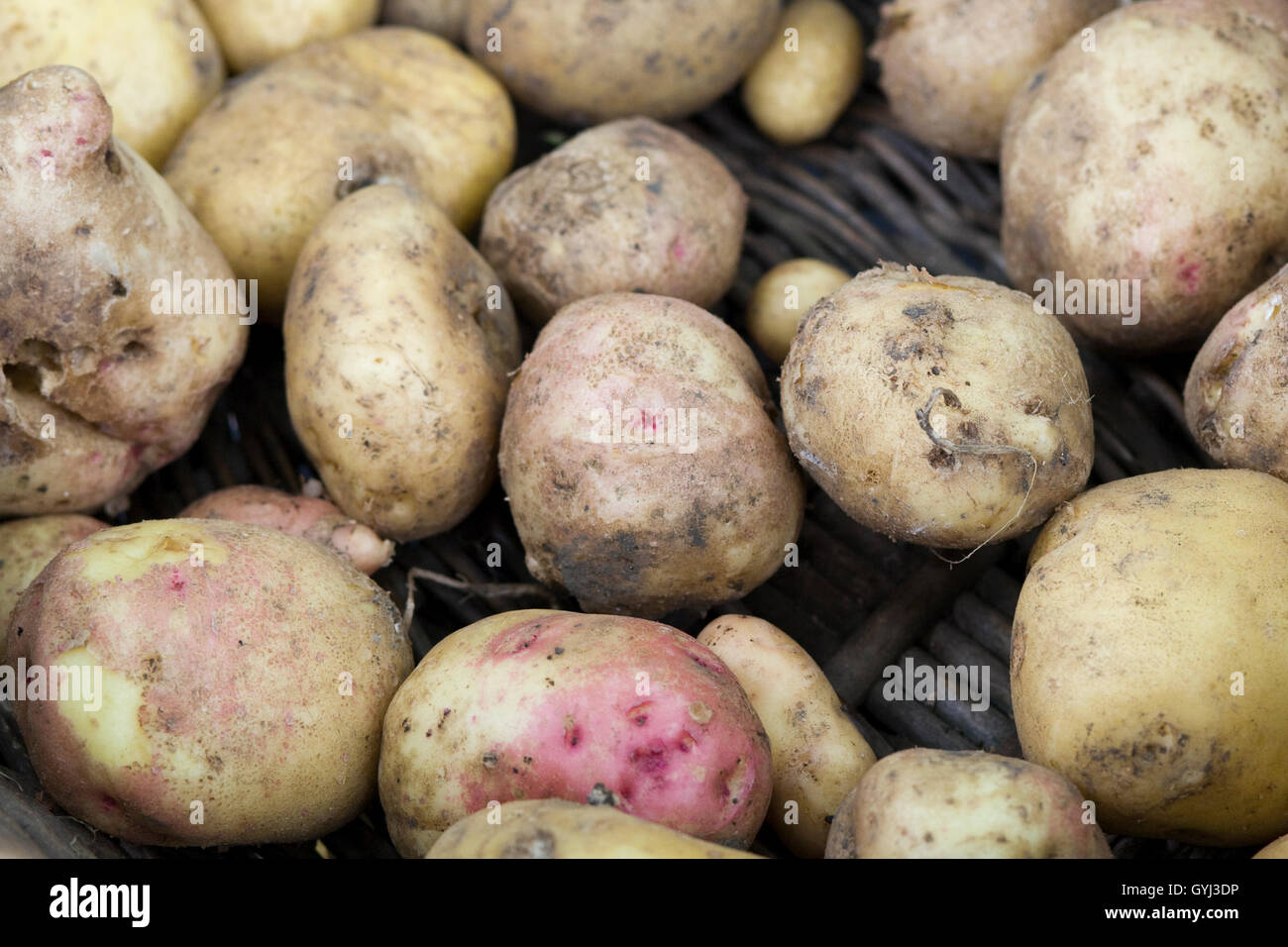 Visualizzazione raccolta cesto di vimini pieno di patate organico Foto Stock