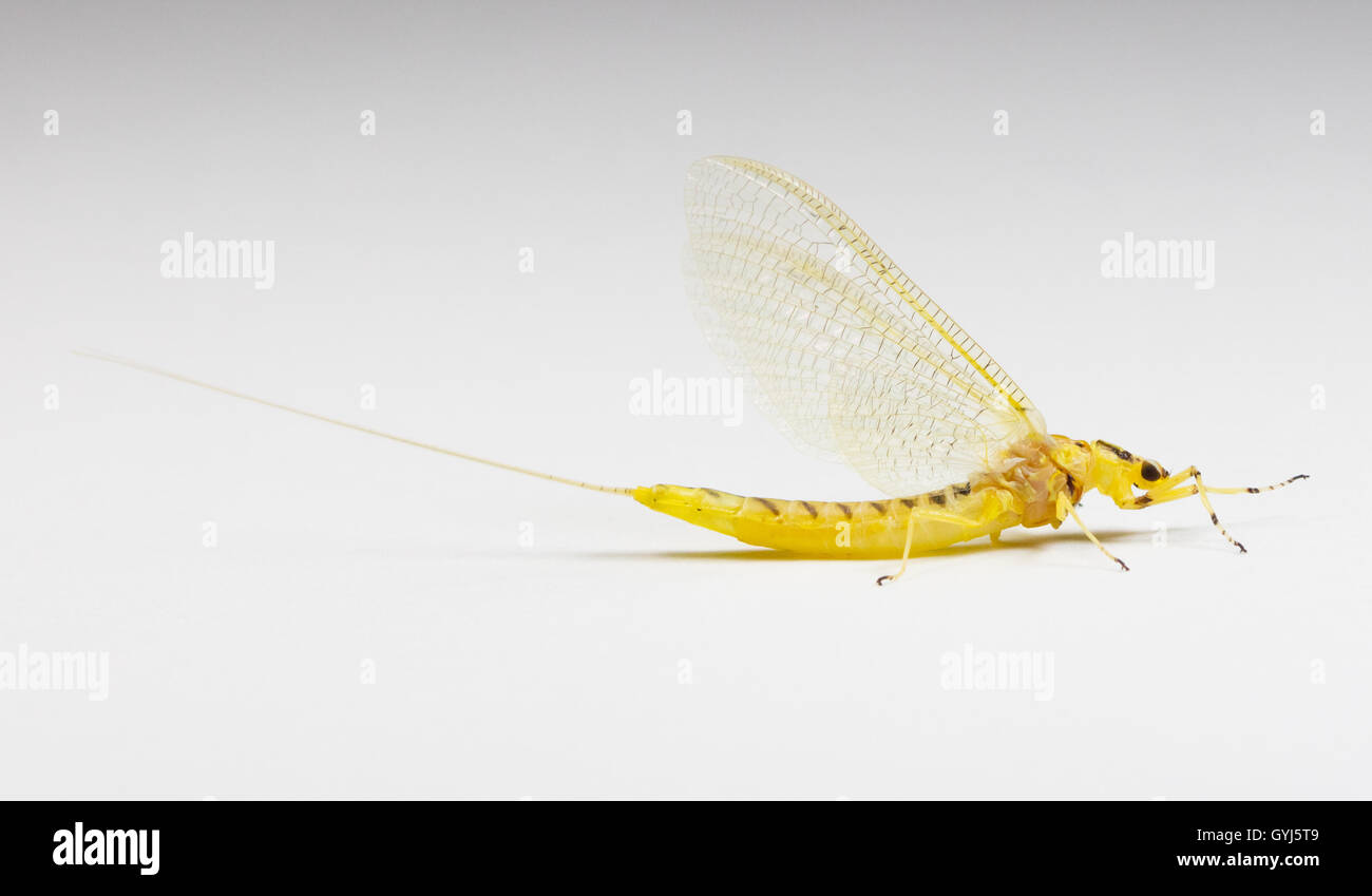 Giant Mayfly (Hexagenia) su uno sfondo bianco Foto Stock