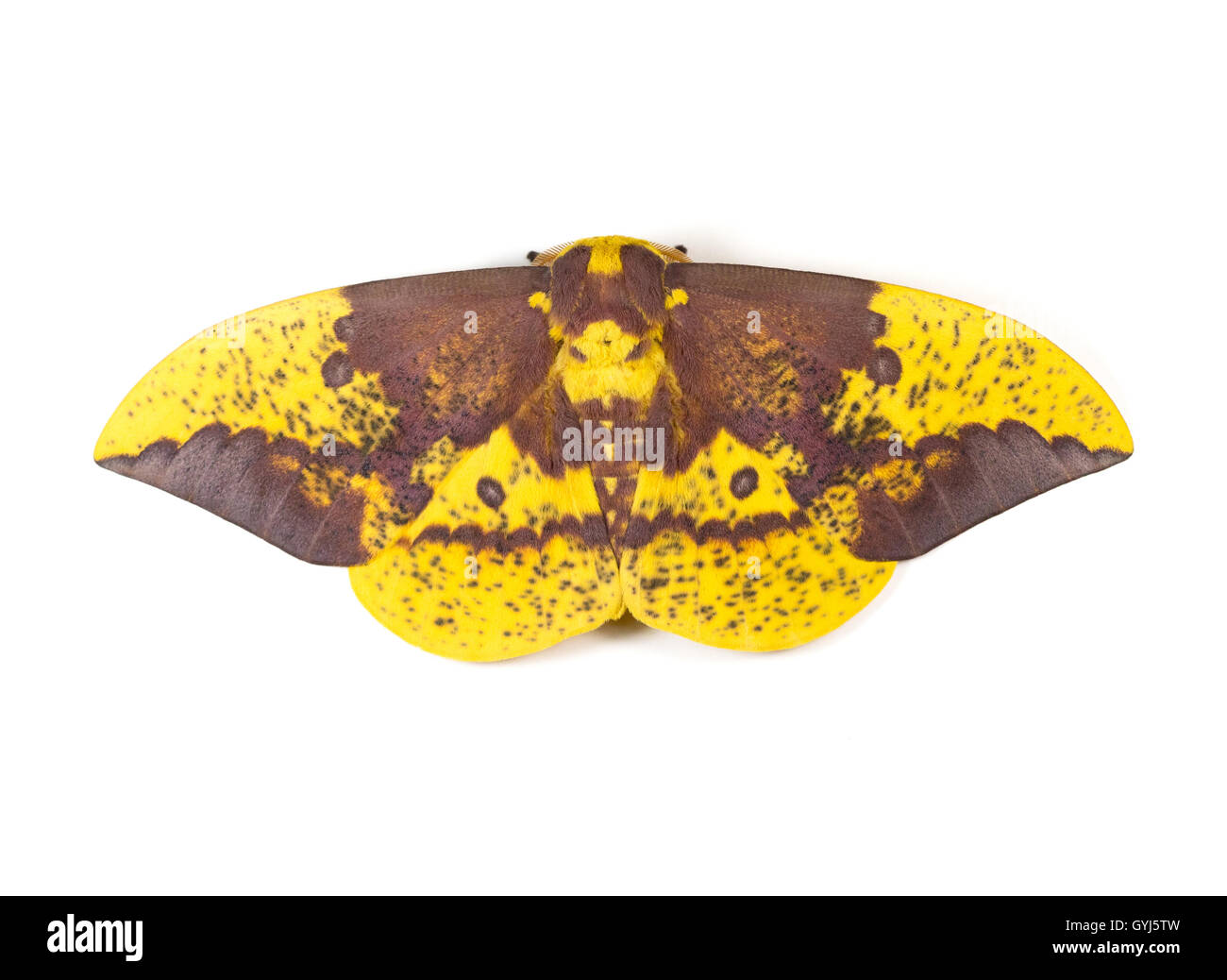 Grande falena imperiale (Eacles imperialis) su uno sfondo bianco Foto Stock