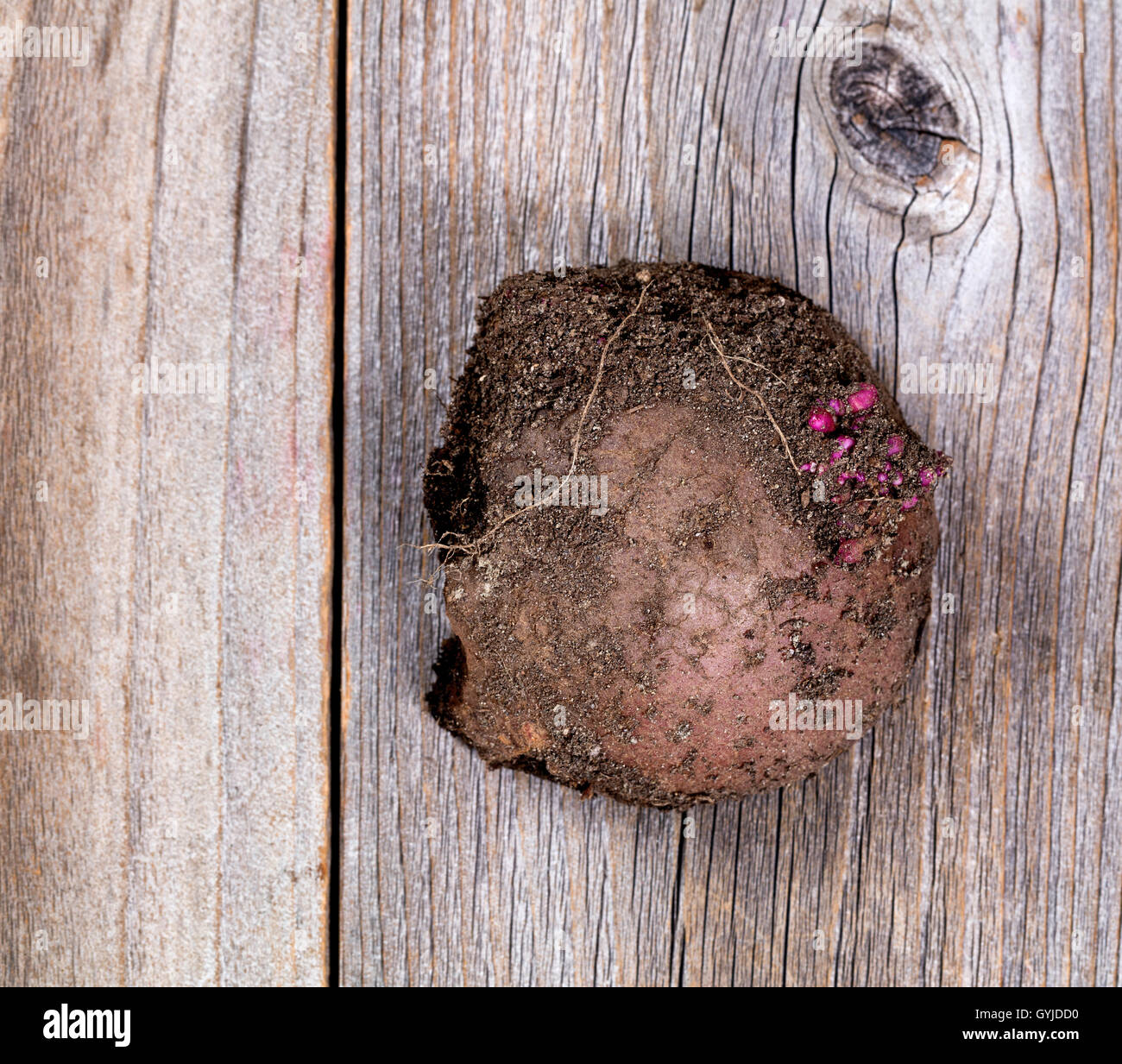 Vista ravvicinata delle materie di patata e di radici e sporco sulla superficie, sul legno rustico. Foto Stock