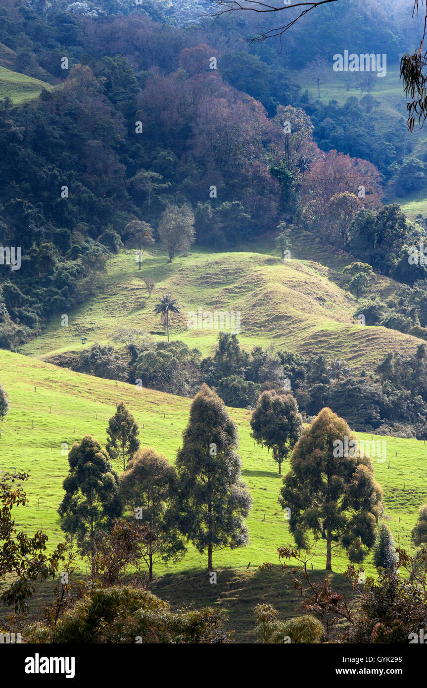 Paesaggio della valle Cocora, Colombia. Questa valle è una valle nel dipartimento di Quindío nel paese della Colombia. È loc Foto Stock