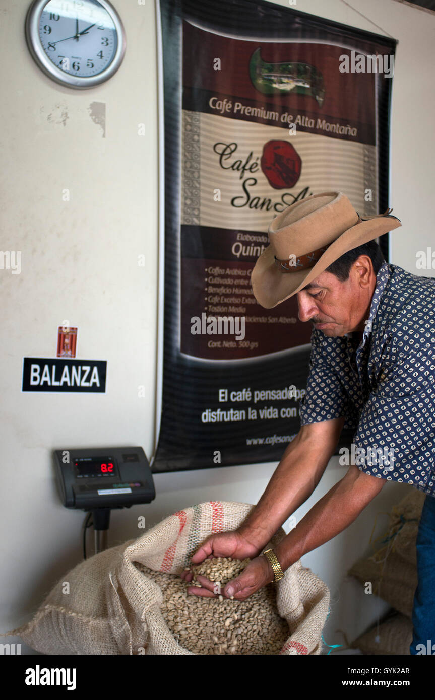 Asciugato i chicchi di caffè pronto per la tostatura a Hacienda San Alberto. Buenavista town, Quindio, Colombia. Caffè colombiano asse crescente Foto Stock