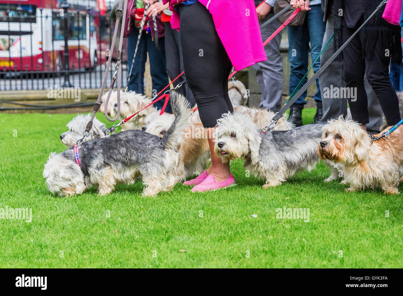 Riunione dei proprietari del Dandie Dinmont Terrier di razza nella città Foto Stock
