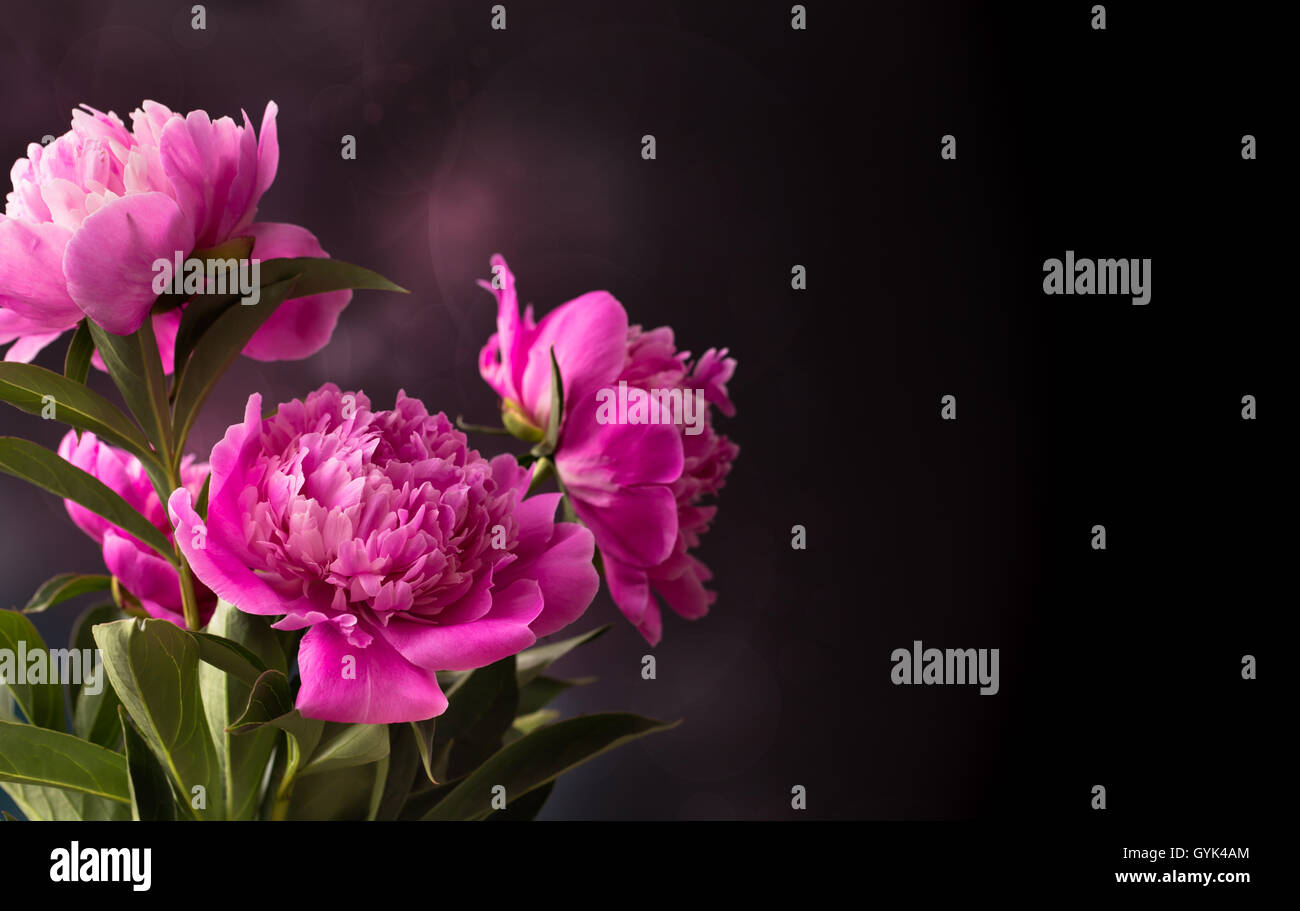 Tre rosa peonia fiore su sfondo scuro Foto Stock