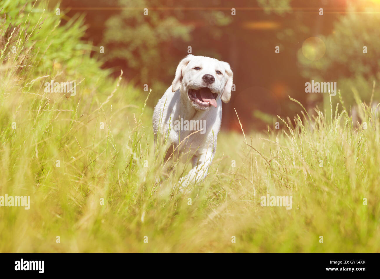 Giovani labrador cucciolo di cane in esecuzione con faccia buffa Foto Stock Giovani labrador cucciolo di cane in esecuzione con faccia buffa Foto Stock