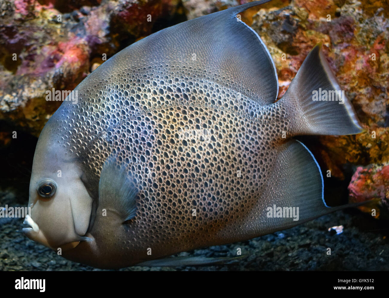 Pesci marini in acquario al Sea Life Centre in Hunstanton Foto Stock