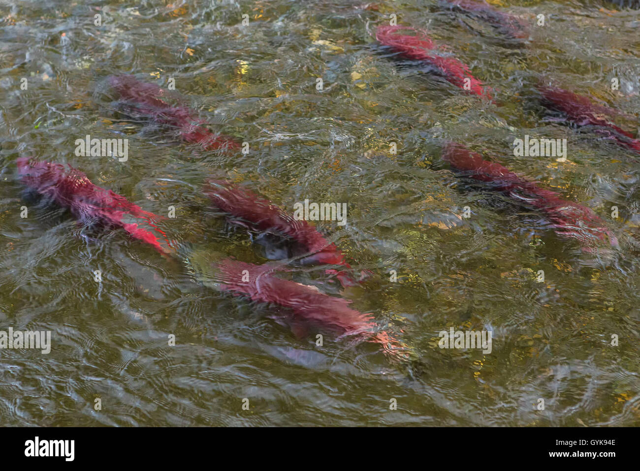 La deposizione delle uova di salmone sockeye sul fiume in Kamchatka. Foto Stock