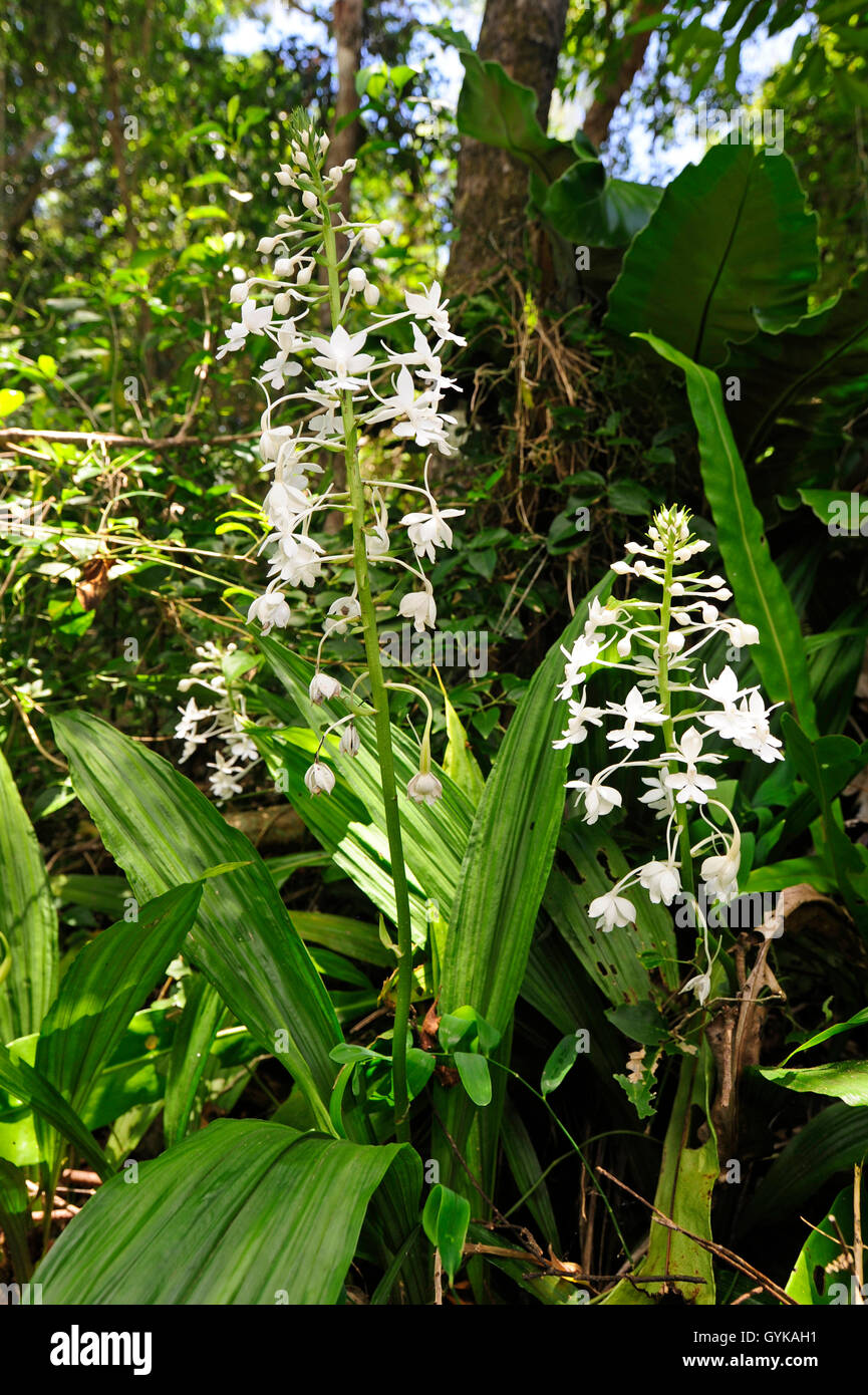 Fioritura di orchidee in legno tropicale, Nuova Caledonia, Ile des Pins Foto Stock