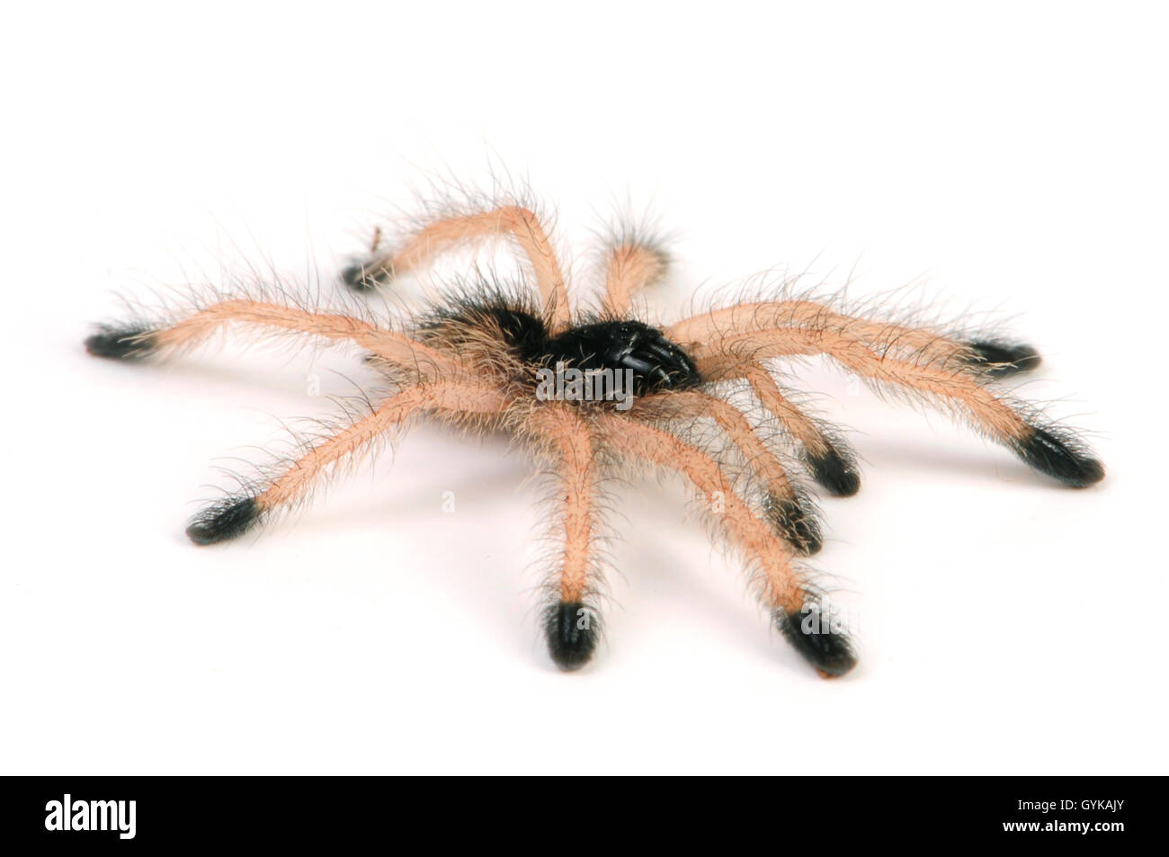 Bird spider (Avicularia spec., Fiume Takutu), spiderling di un uccello undescribes specie ragno Foto Stock
