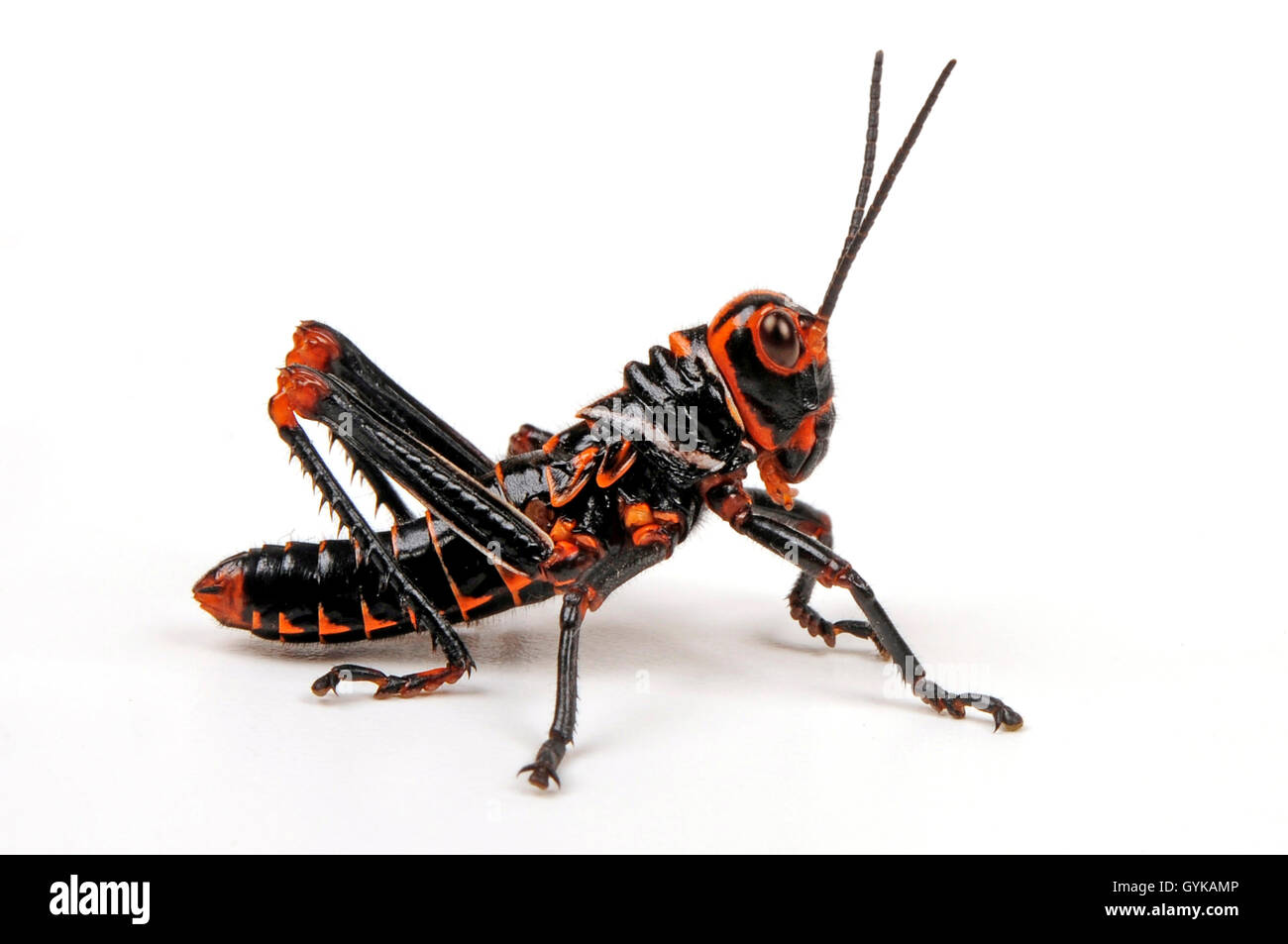 Cavalletta gigante (Tropidacris colaris), Ninfa di un gigante di grasshopper, cut-out Foto Stock