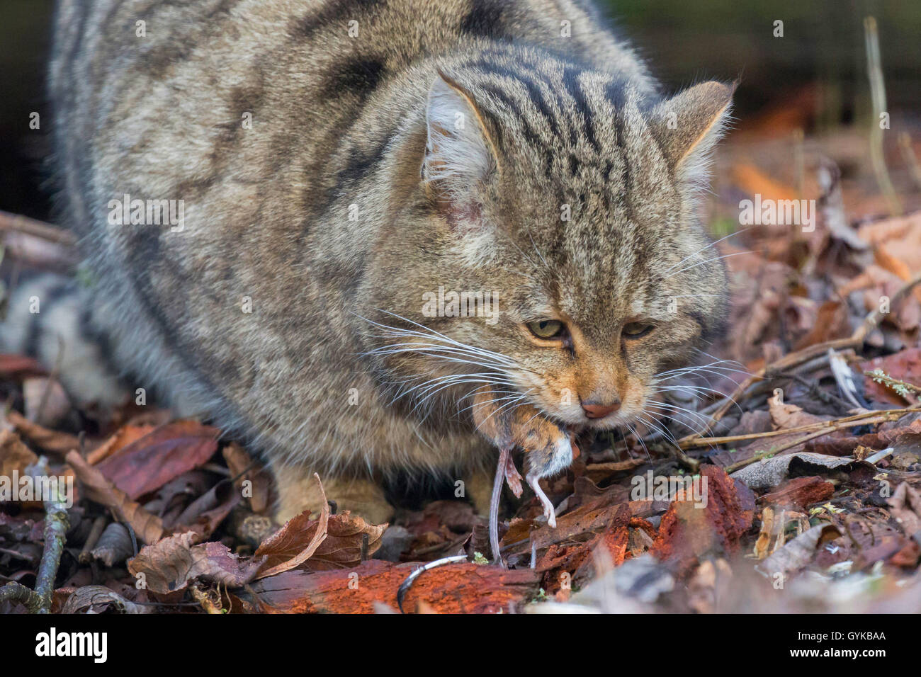 Gatto selvatico europeo, foresta gatto selvatico (Felis silvestris silvestris), maschio con catturato mouse, Germania Foto Stock
