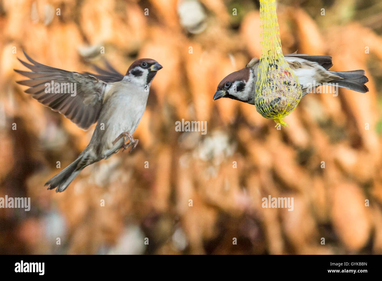 Feldsperling, Feldspatz (Passer montanus), streiten um einen Meisenknoedel, Deutschland, Bayern, Niederbayern | Struttura eurasiatica sp Foto Stock