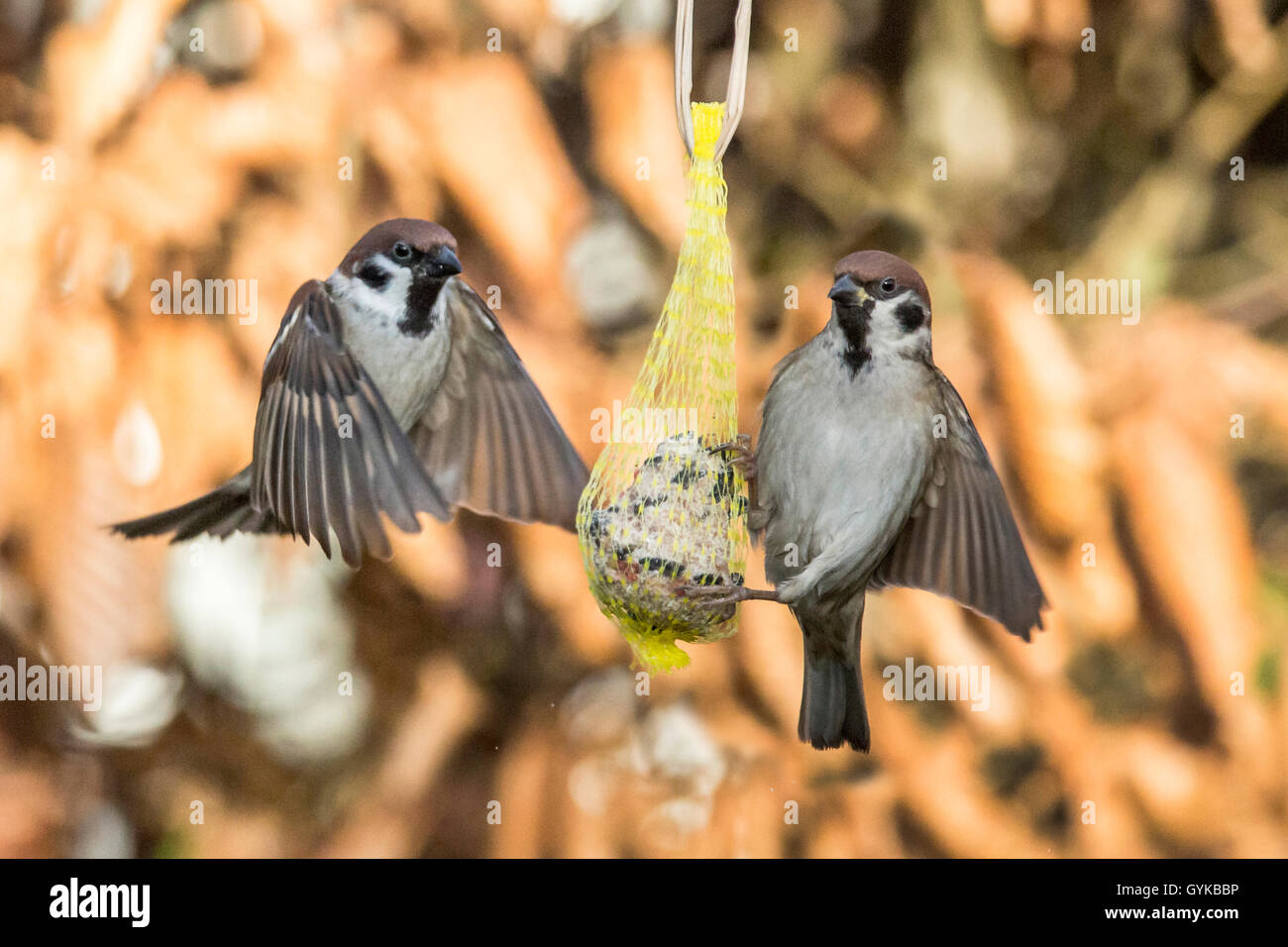 Feldsperling, Feldspatz (Passer montanus), landen auf einem Meisenknoedel, Deutschland, Bayern, Niederbayern | Eurasian tree spa Foto Stock