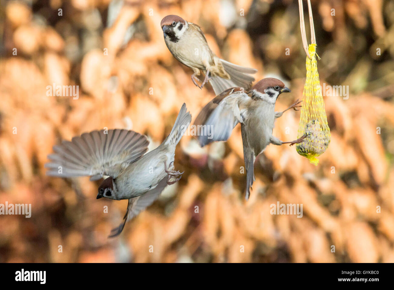 Feldsperling, Feldspatz (Passer montanus), streiten um einen Meisenknoedel, Deutschland, Bayern, Niederbayern | Struttura eurasiatica sp Foto Stock