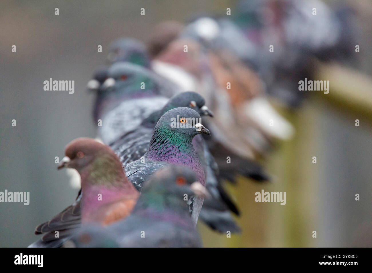 Il piccione domestico (Columba livia f. domestica), sedersi su una ringhiera, in Germania, in Baviera, Niederbayern, Bassa Baviera Foto Stock