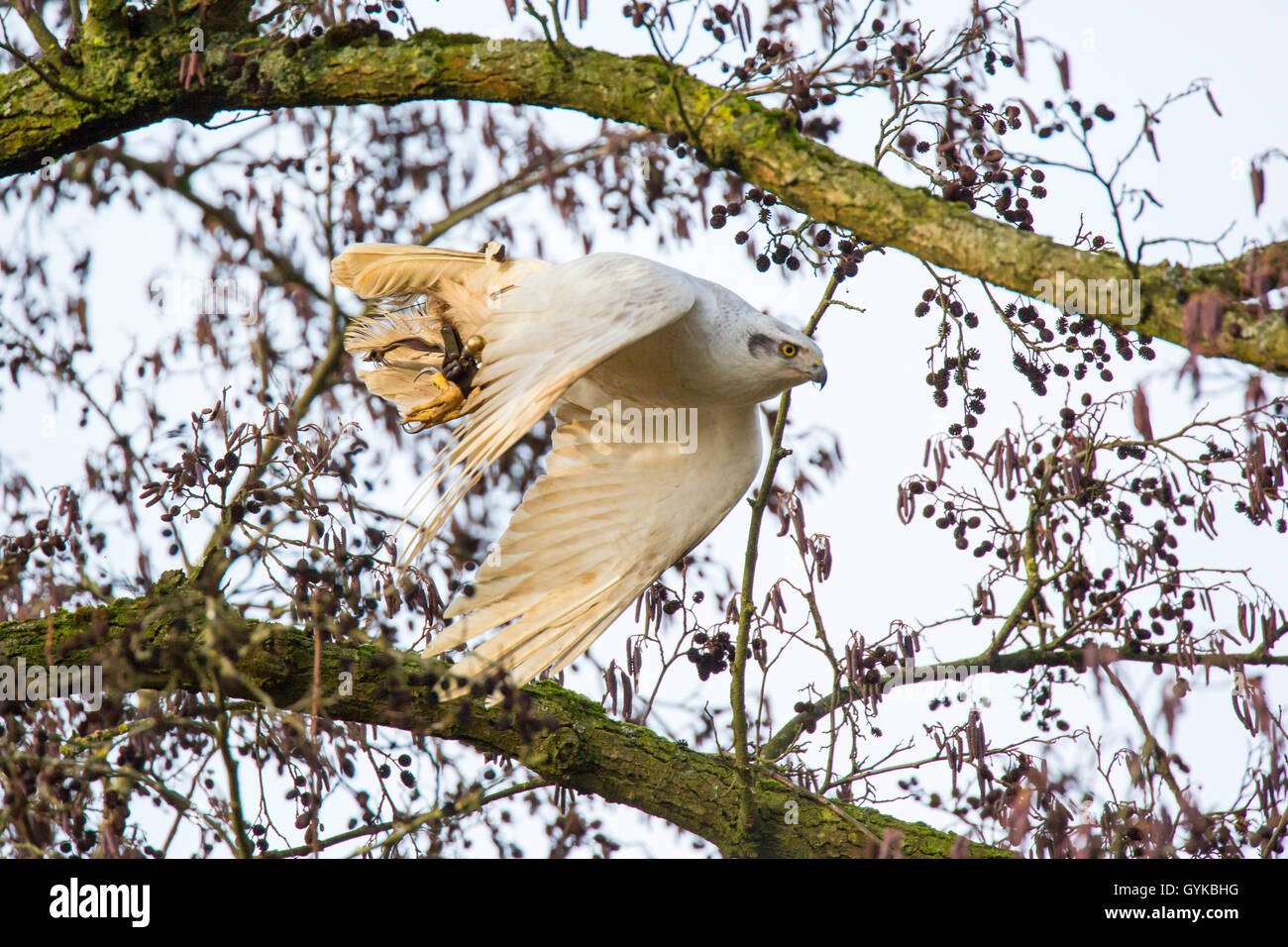 Habicht (Accipiter gentilis), Albino fliegt von einem Baum ab, Deutschland | astore (Accipiter gentilis), albino prende Foto Stock