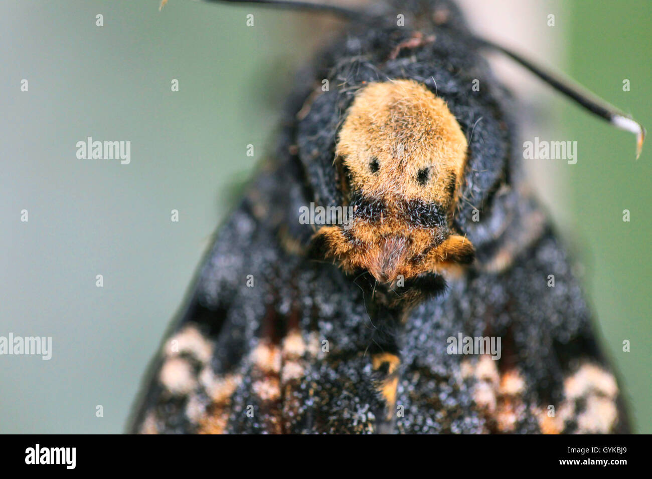 La morte del capo-hawkmoth (Acherontia atropo), close-up del cranio-modello sagomato sul torace, Germania Foto Stock