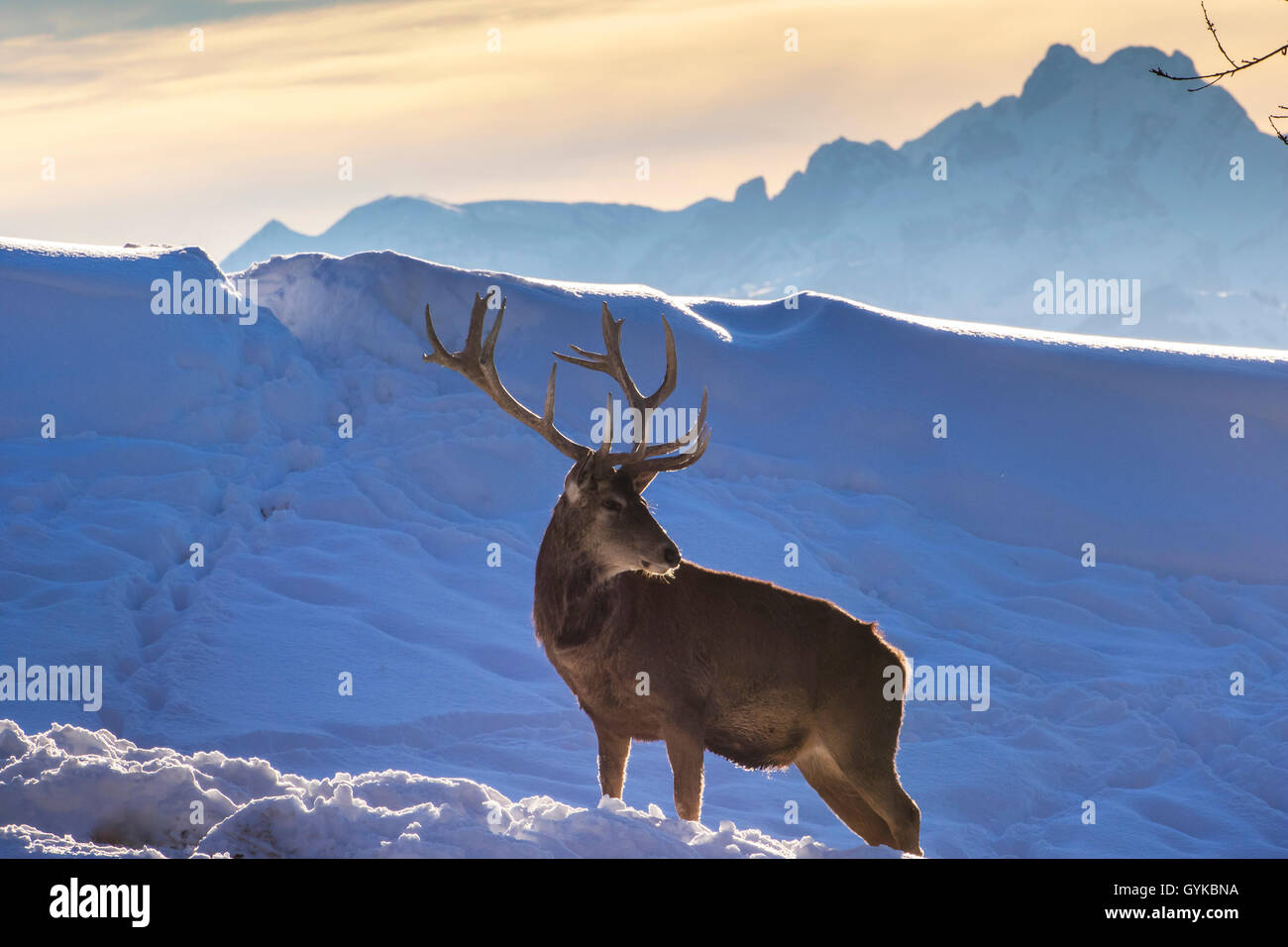 Il cervo (Cervus elaphus), in piedi in un invernale paesaggio di montagna, vista laterale, Austria Vorarlberg, Pfaender Foto Stock