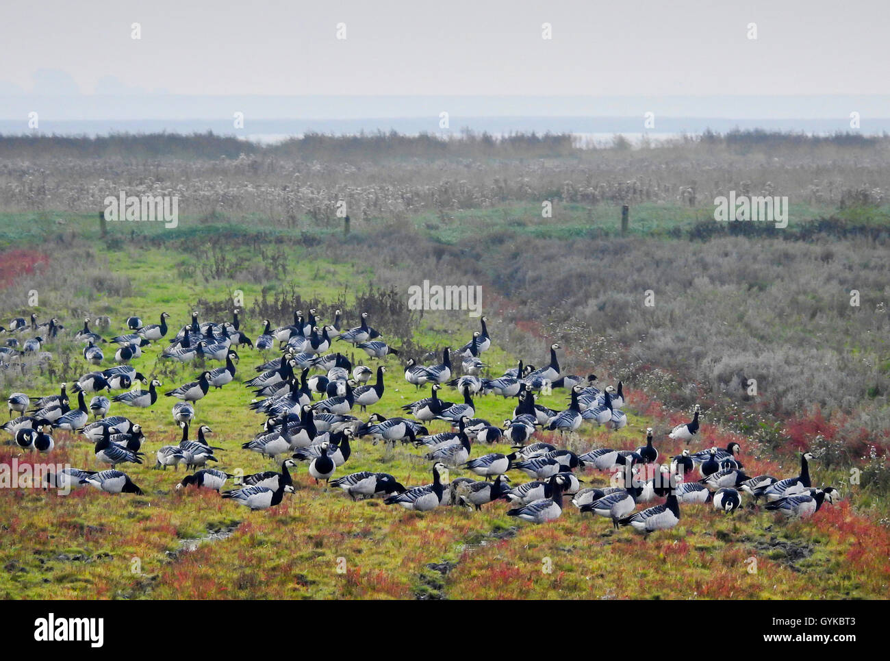 Barnacle goose (Branta leucopsis), Barnbacle oche in Leybucht, Germania, Bassa Sassonia, Frisia orientale, Leybucht Foto Stock