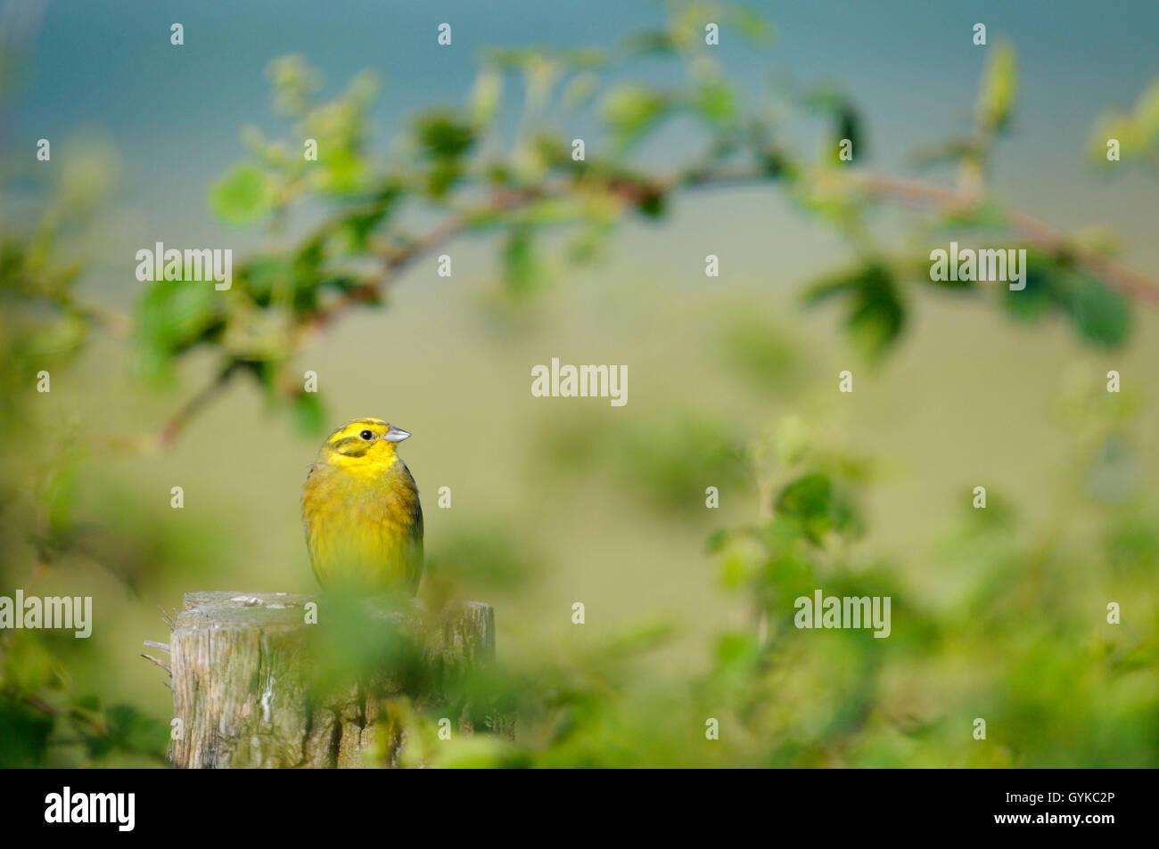 Zigolo giallo (Emberiza citrinella), maschio su un post, Germania, NRW, GFN Dingdener Heide Foto Stock